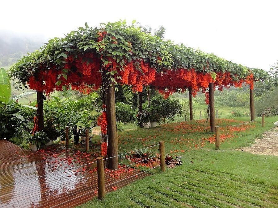 Papo de Paisagista - O que vem primeiro, a planta ou o pergolado? - Casa de  Valentina